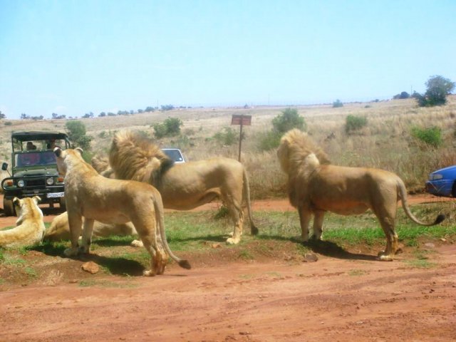 Safari 09